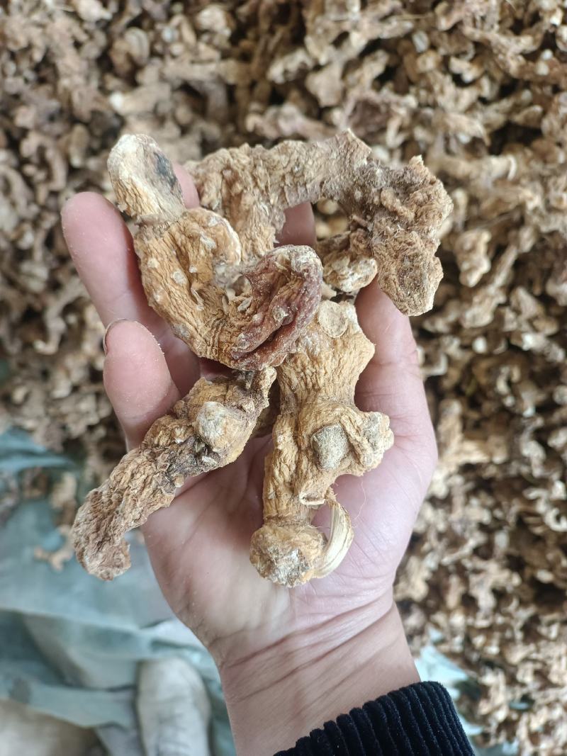 黄精干货