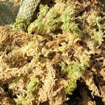 野生水苔