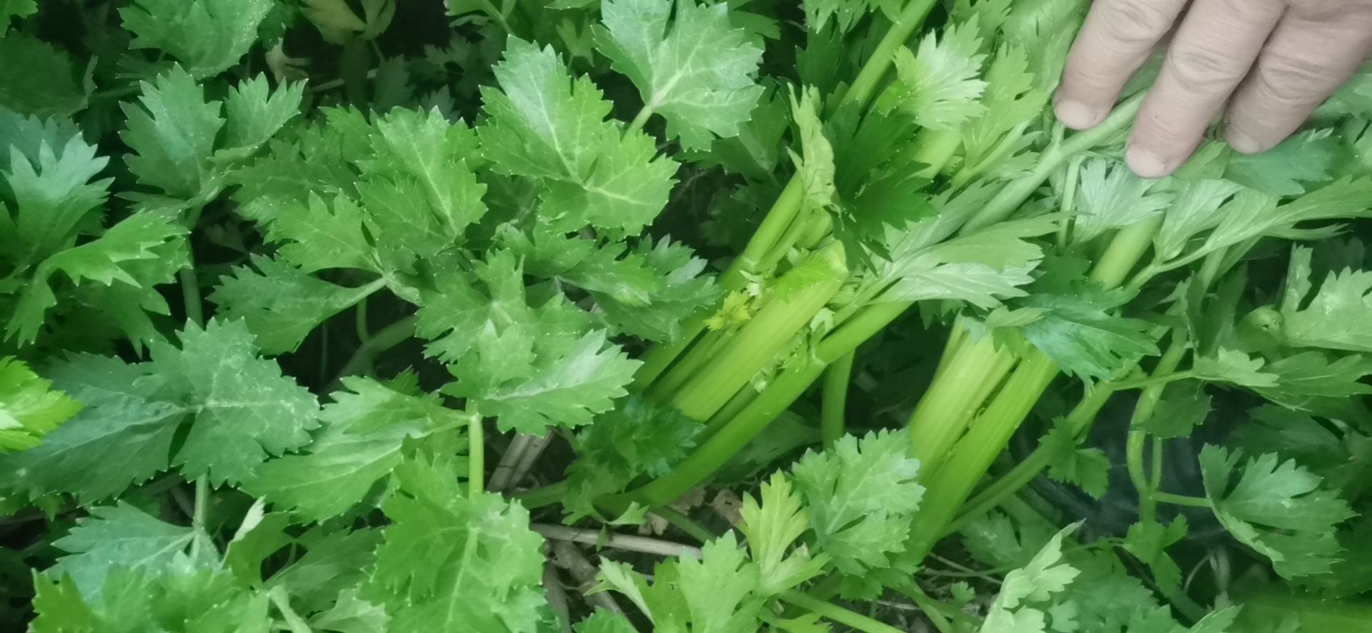 西芹与土芹菜切面显微结构对比