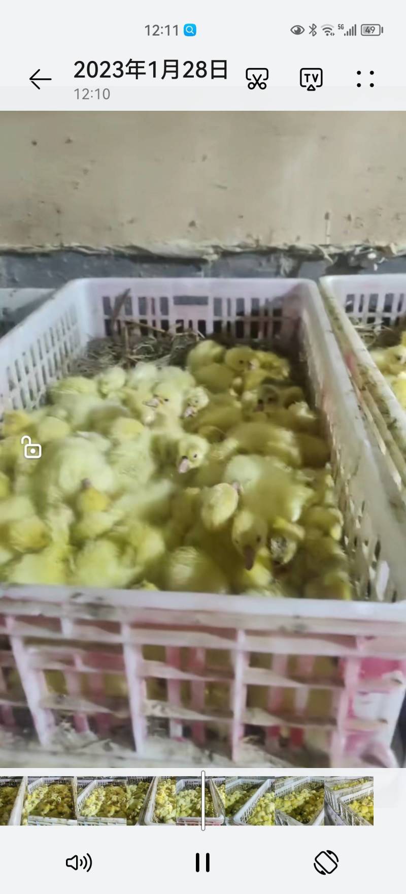 鹅苗纯种三花鹅苗直供抗病能力强苗厂直供