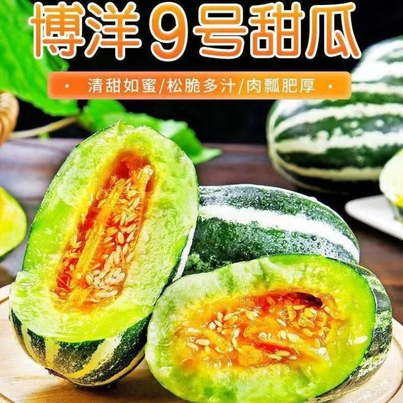 河北博洋9号甜瓜基地直供全国代发欢迎来电咨询
