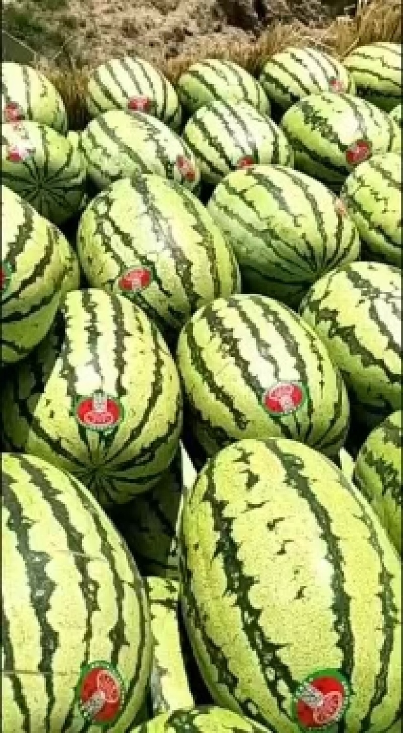 绿宝沙漠一号西瓜种子花皮椭圆形西瓜瓤色大红双红瓤皮薄韧