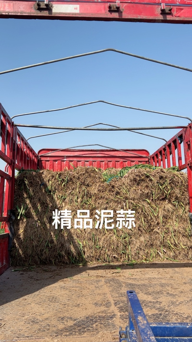 红根蒜苗，精品泥蒜，产地直发，物美价廉。