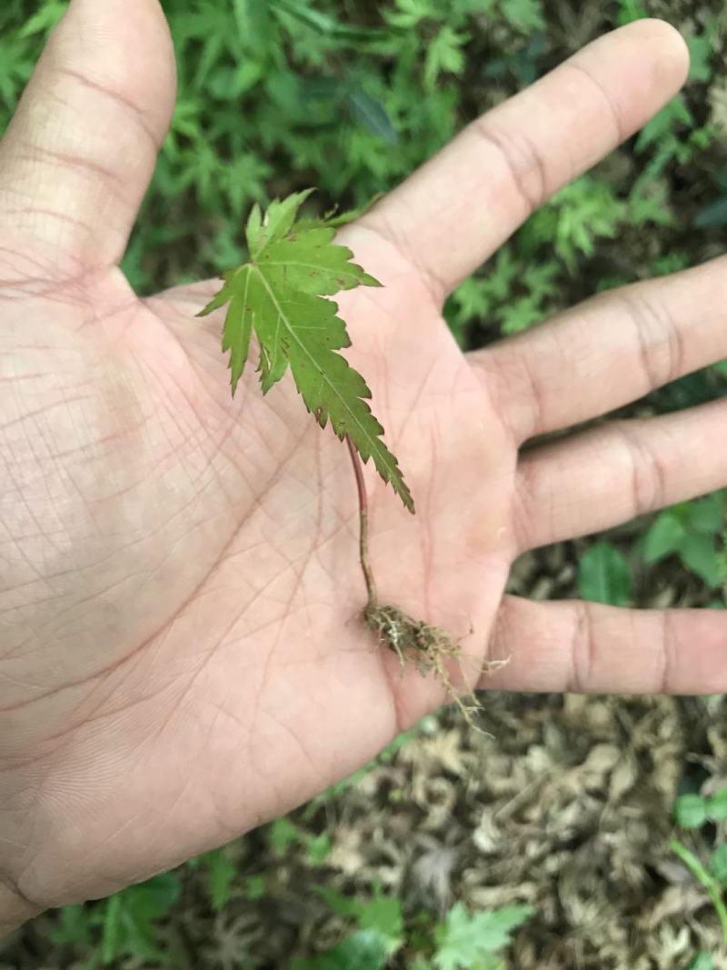 一年生优质鸡爪槭小苗大量低价供应园林景观绿化造林