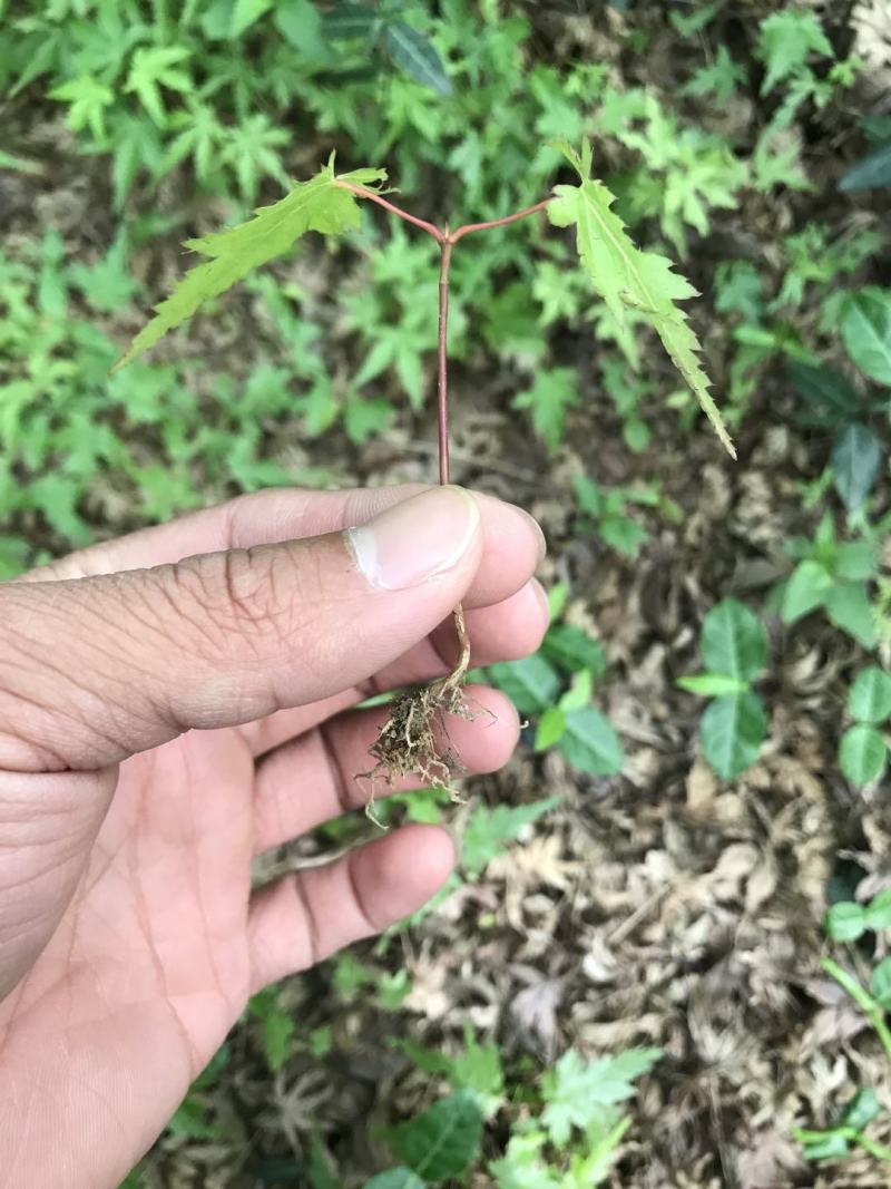 一年生优质鸡爪槭小苗大量低价供应园林景观绿化造林