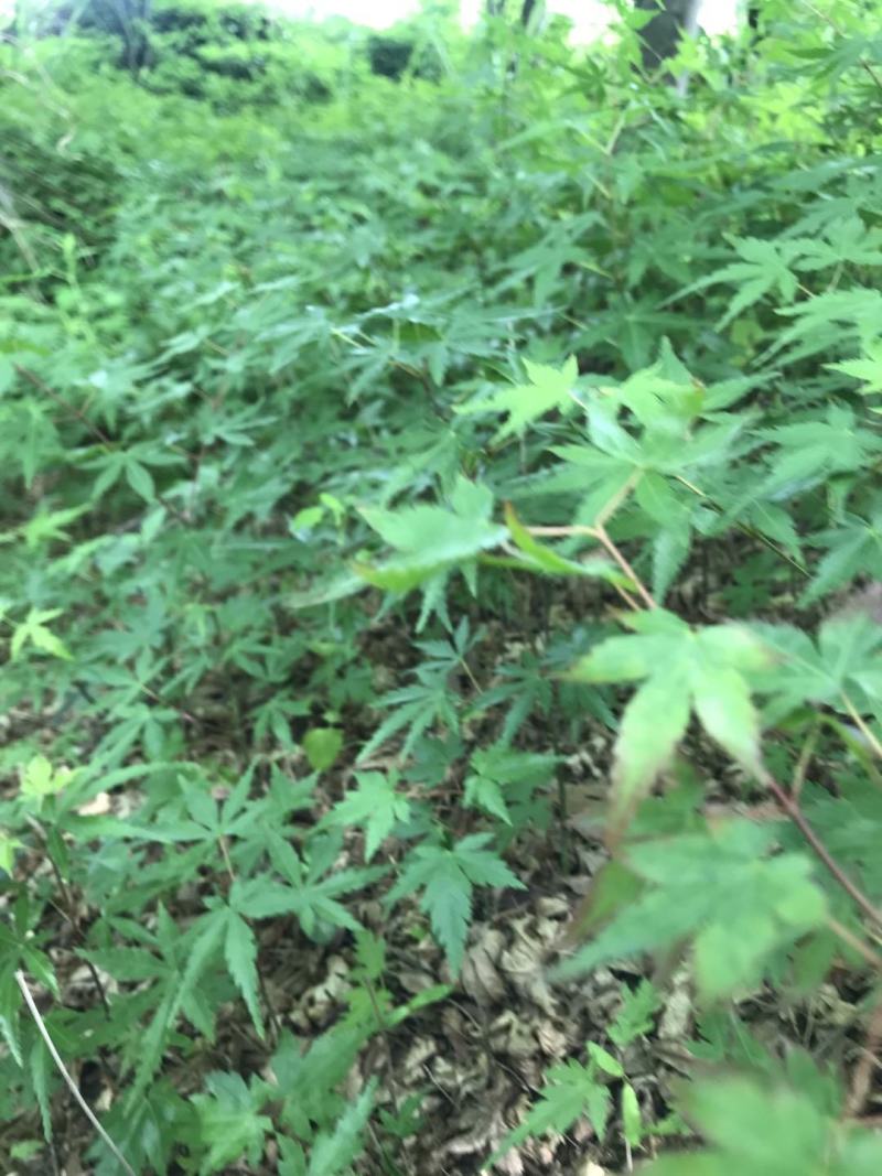 一年生优质鸡爪槭小苗大量低价供应园林景观绿化造林