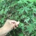 一年生优质鸡爪槭小苗大量低价供应园林景观绿化造林