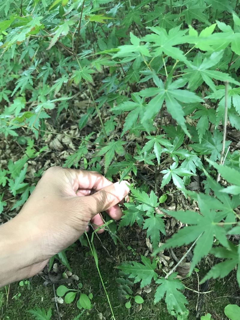 一年生优质鸡爪槭小苗大量低价供应园林景观绿化造林