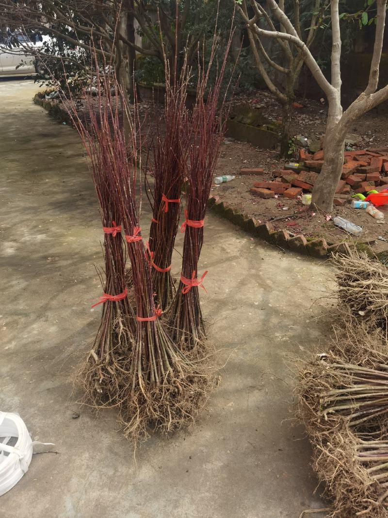 一年生优质鸡爪槭小苗大量低价供应园林景观绿化造林