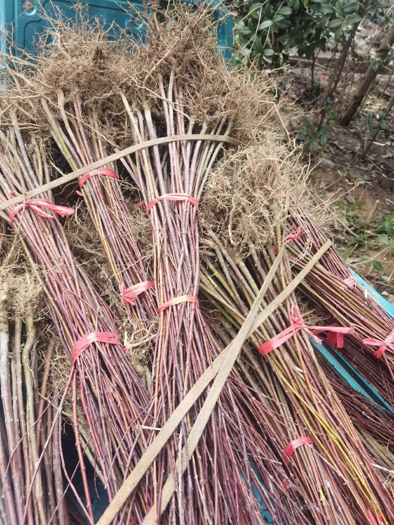 一年生优质鸡爪槭小苗大量低价供应园林景观绿化造林