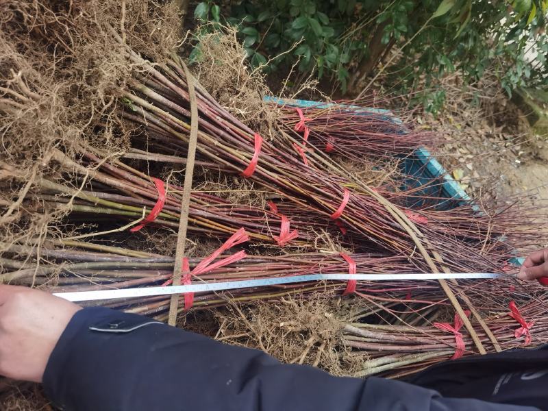 一年生优质鸡爪槭小苗大量低价供应园林景观绿化造林