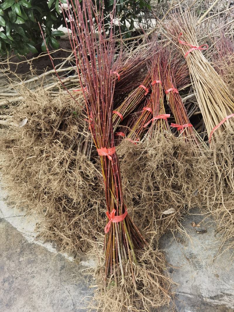 一年生优质鸡爪槭小苗大量低价供应园林景观绿化造林