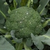 【西兰花】江苏东台产地新鲜采摘耐寒优质西兰花干净保质保量