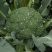 【西兰花】江苏东台产地新鲜采摘耐寒优质西兰花干净保质保量