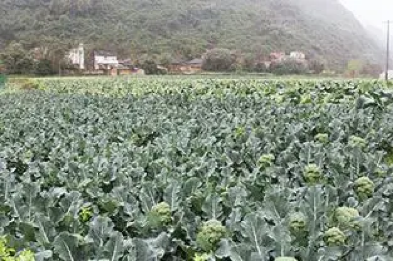 【西兰花】江苏东台产地新鲜采摘耐寒优质西兰花干净保质保量