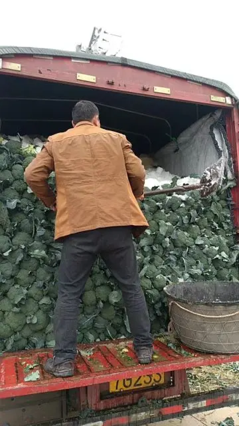 【西兰花】江苏东台产地新鲜采摘耐寒优质西兰花干净保质保量