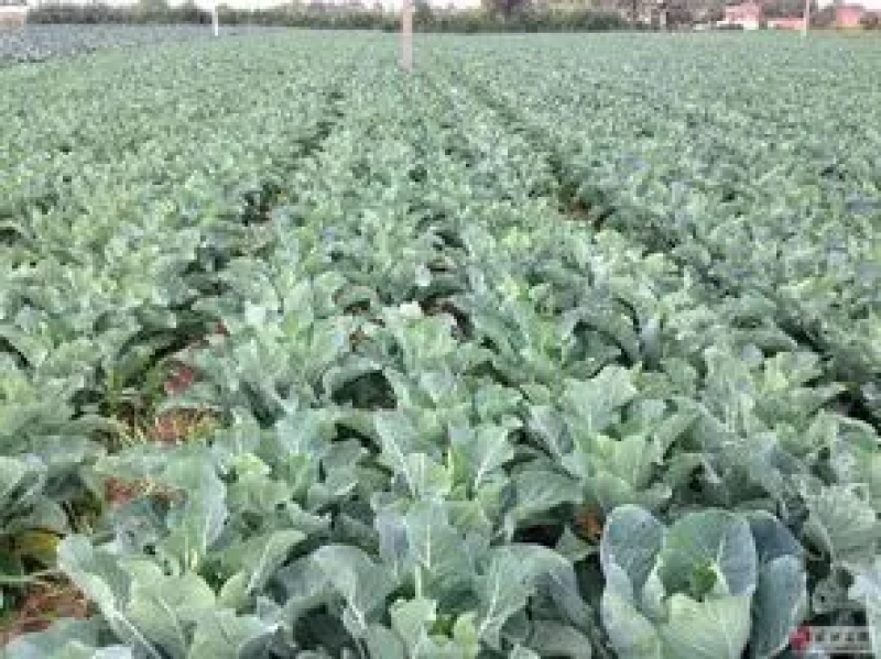 【西兰花】江苏东台产地新鲜采摘耐寒优质西兰花干净保质保量