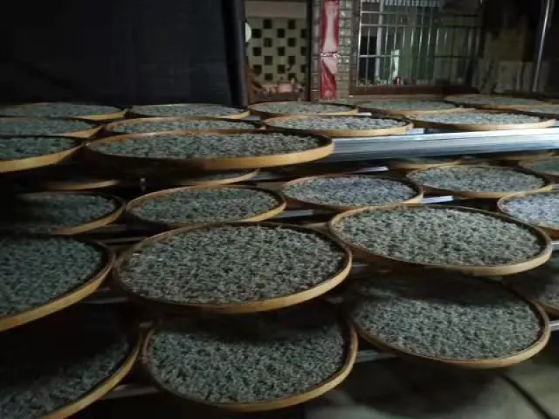 湖南永顺霉茶发原地，一手货源，保质保量，产地直发