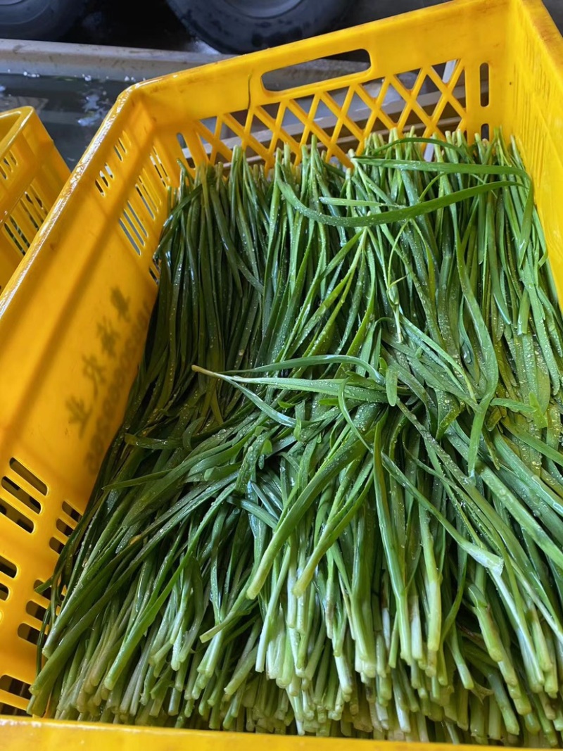 湛江大叶韭菜、量大质优、可视频看货、可实地考察