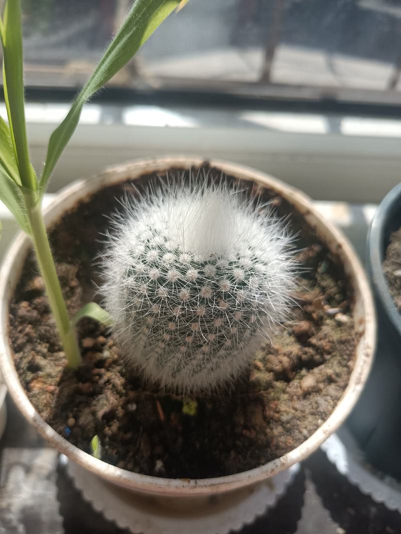 仙人球