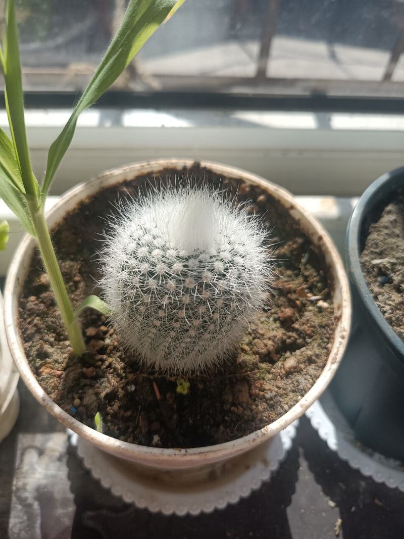 仙人球