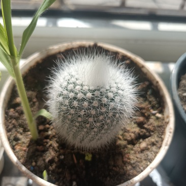 仙人球