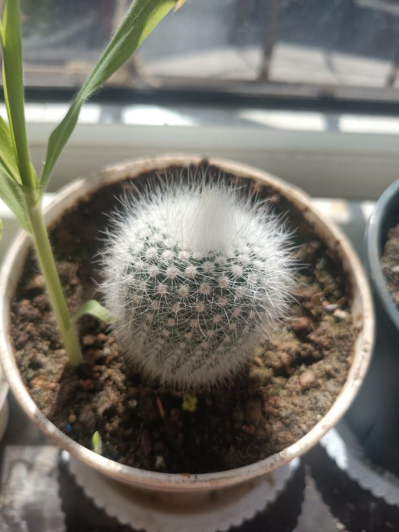 仙人球