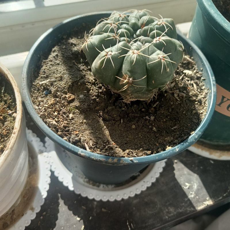 绯玉球