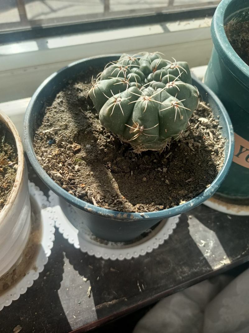 绯玉球