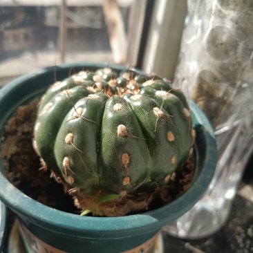 9cm绯玉属球