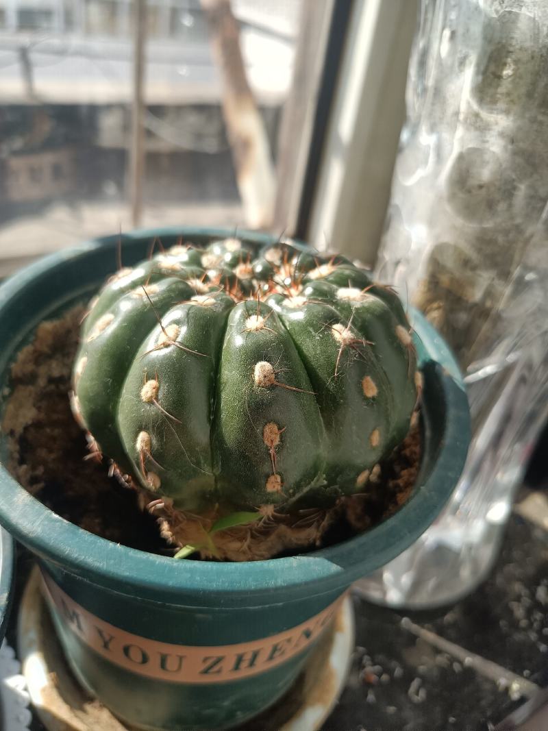 9cm绯玉属球