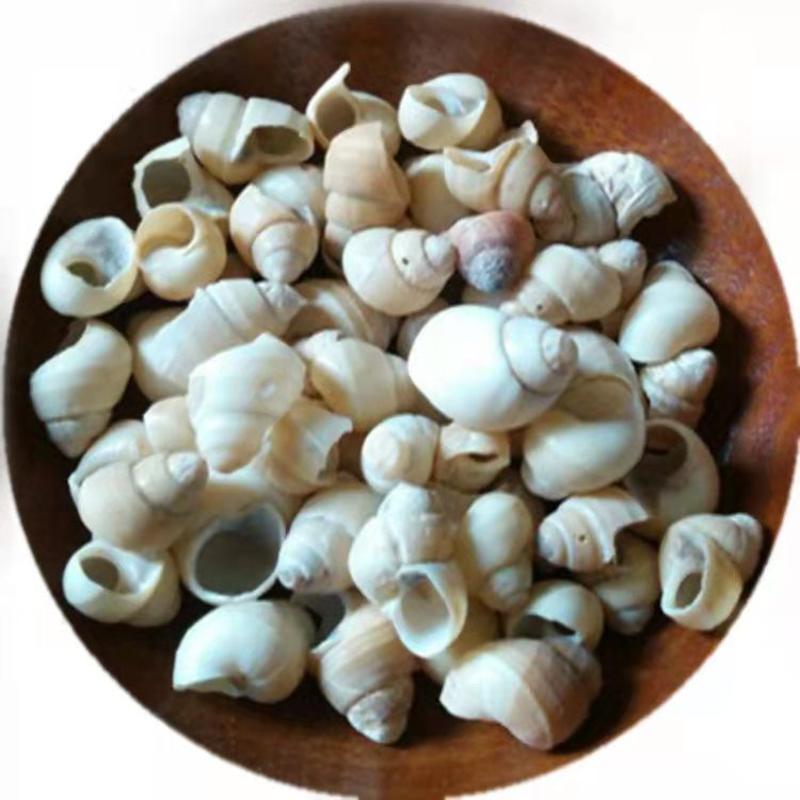 白螺蛳壳中药材蜗牛壳旱蜗牛中药支持药检承接大货