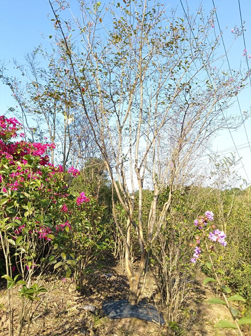 紫薇
