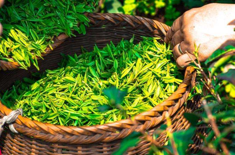 迪萃-茶多酚茶芽增多芽多芽嫩提高茶多酚的含量肥料厂家