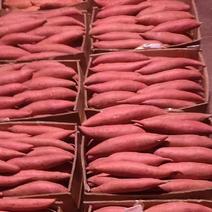 出售河北纯沙地西瓜红红薯规格齐全每天出货