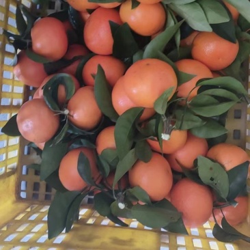 橙红，沃柑