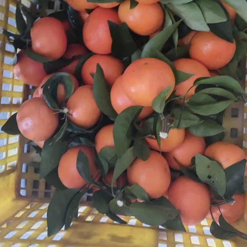 橙红，沃柑