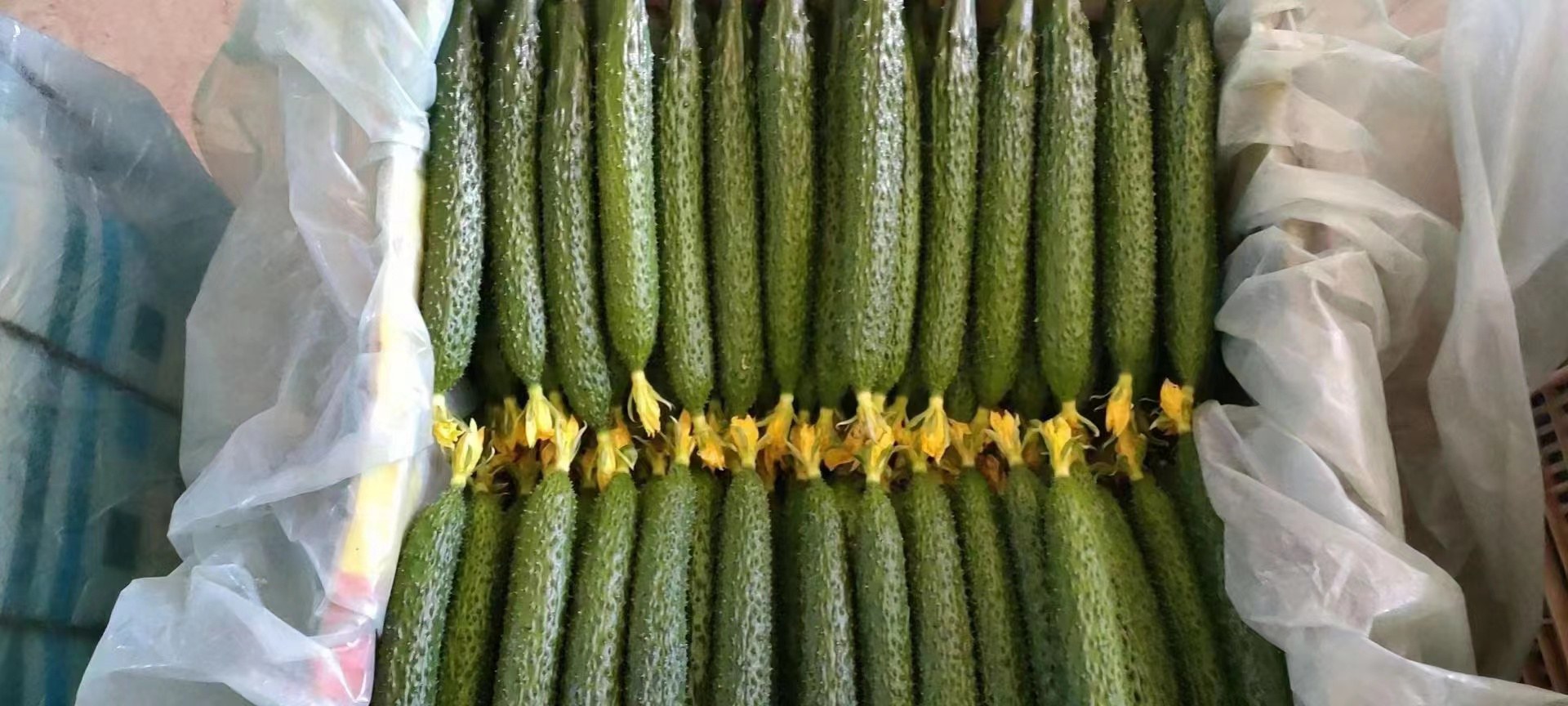 美洲斑潜蝇危害图