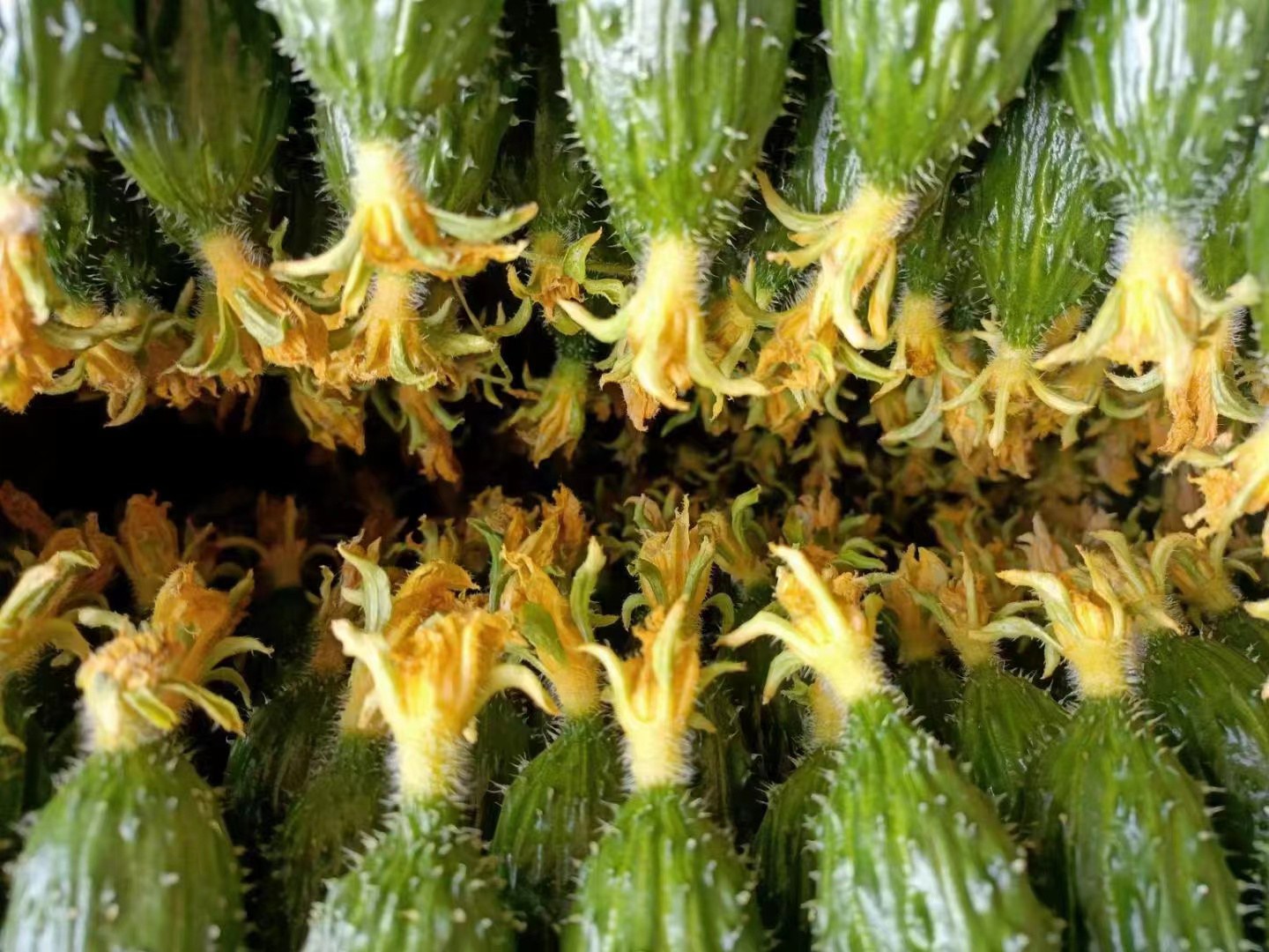 一张密刺黄瓜与普通黄瓜的对比图,突出其表面刺的密集程度和外观差异 密刺黄瓜与普通黄瓜对比图