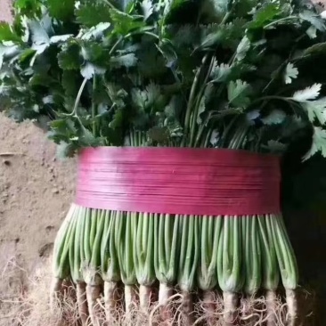 香菜