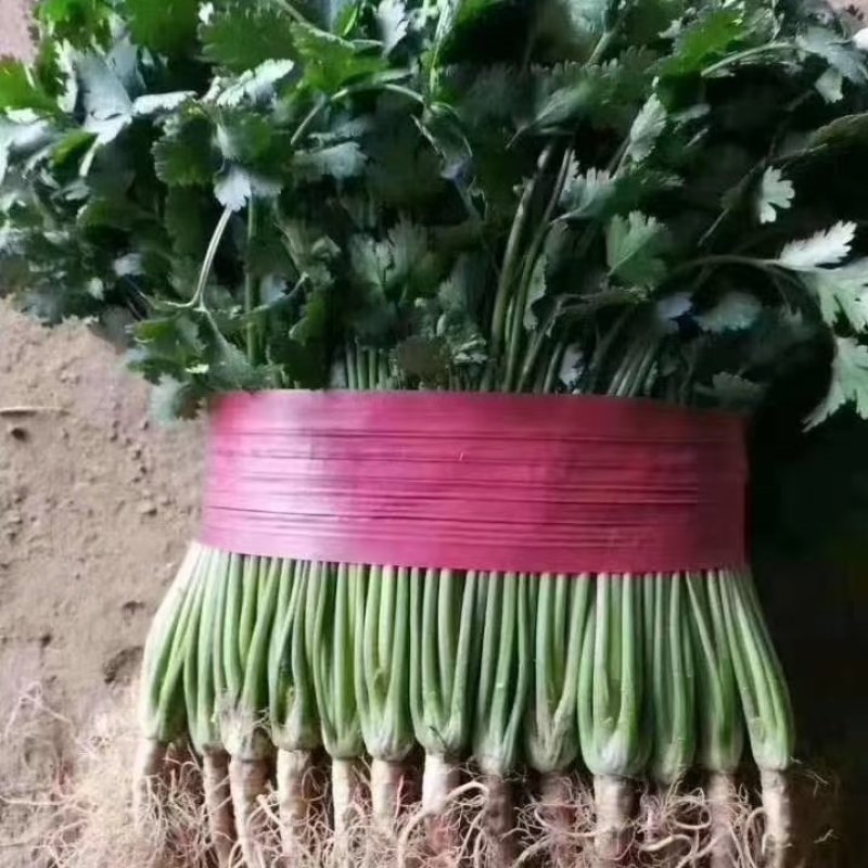 香菜
