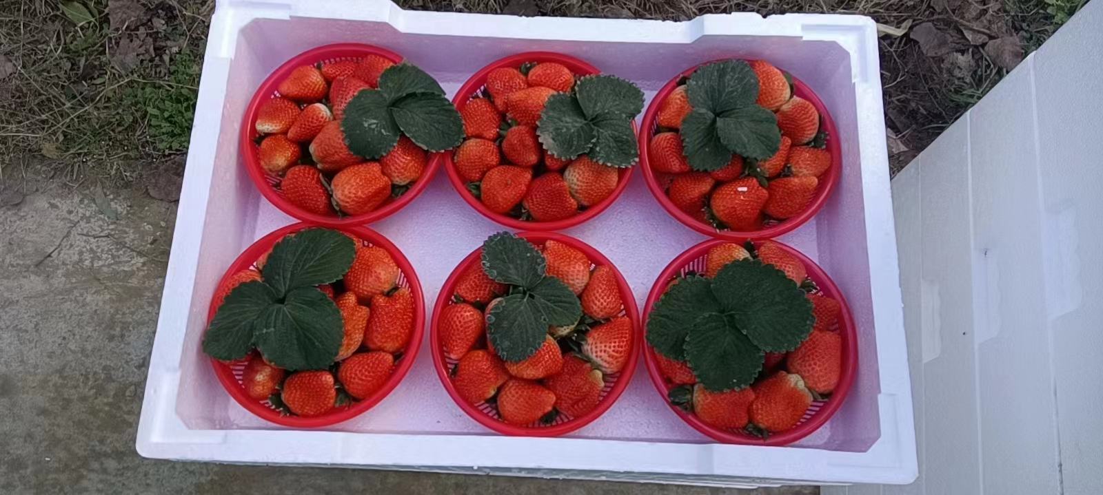 新鲜草莓在通风处风干的场景