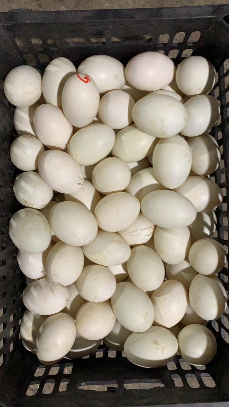 双黄鸭蛋，双黄鹅蛋，双黄蛋，精纹蛋，散黄蛋，雁鹅蛋