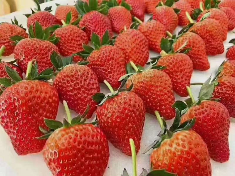 海藻多肽鱼蛋白鱼蛋白的升级产品生根提苗保花保厂家直销