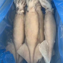 热卖山东威海单冻鱿鱼有现货，成色好，货源充足