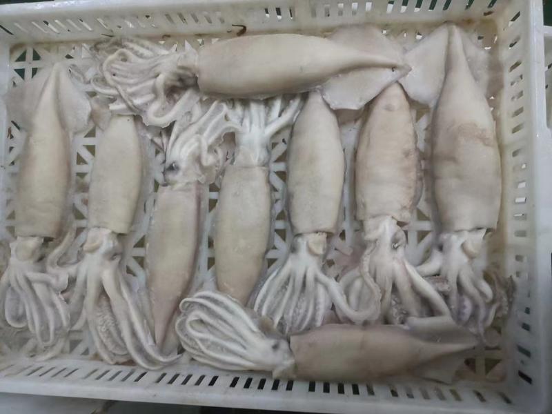 热卖山东威海单冻鱿鱼有现货，成色好，货源充足
