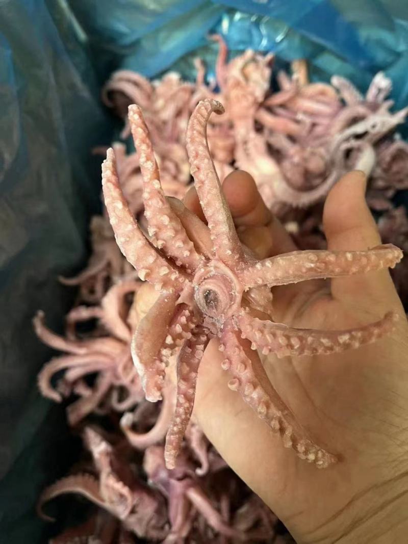 脆口小八爪