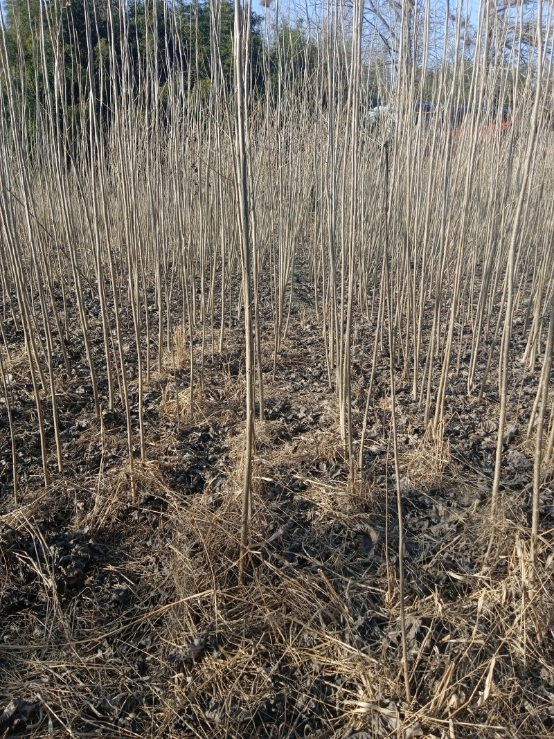 107速生杨树苗