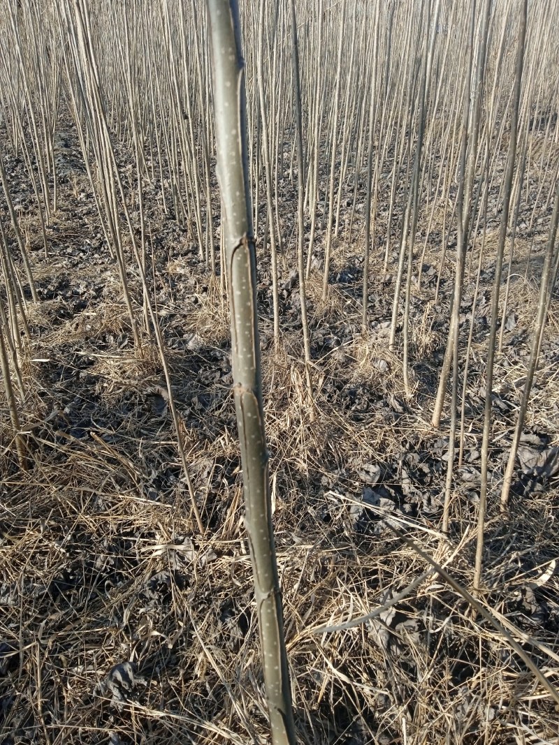 107速生杨树苗