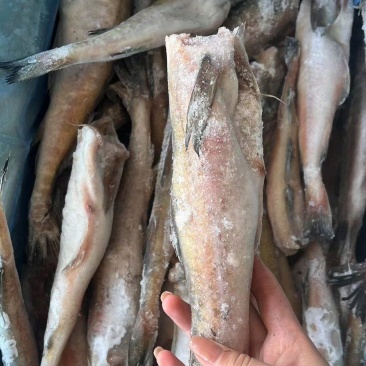 鳕鱼，量大可优惠，三去鳕鱼，常年有货，欢迎咨询。